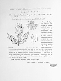 Ramularia valerianae image